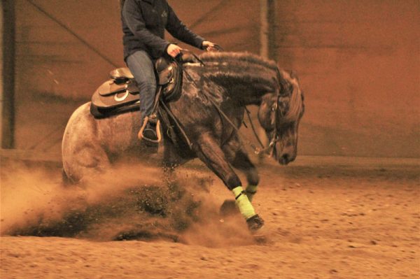 addestramento reining cavallo