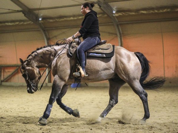 cavallo maneggio equitazione reining